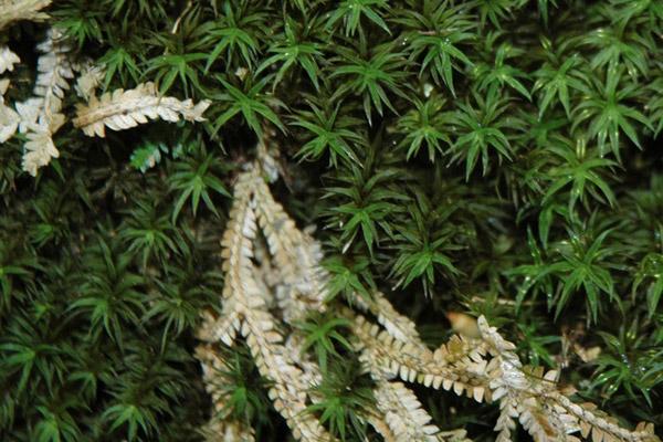 青苔造景入門小知識