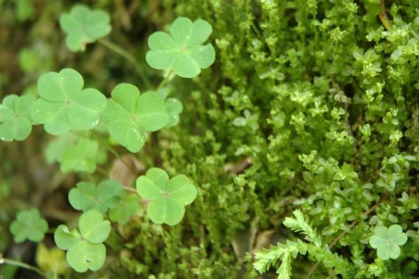 青苔造景入門小知識