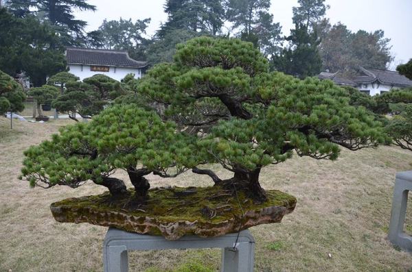 江陵盆景園：盆景與園林藝術為一體的公園