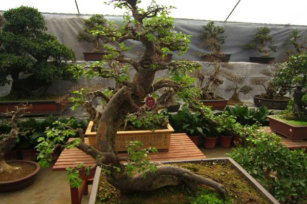 江陵盆景園：盆景與園林藝術為一體的公園