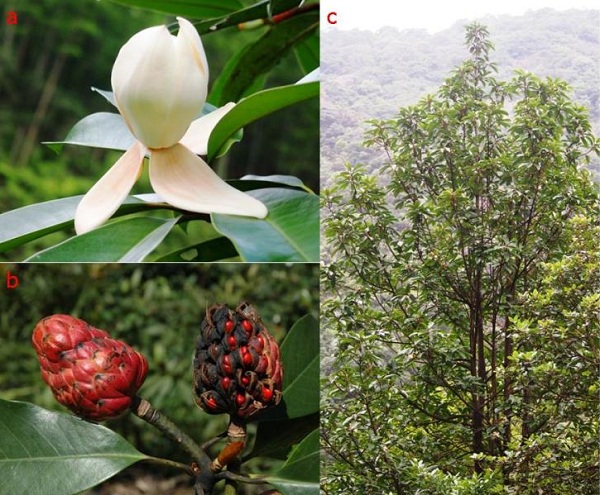 科學家首次全面統計出全世界樹木的種類