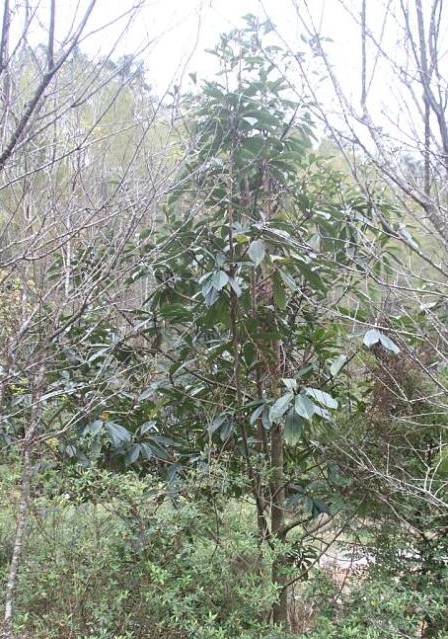 科學家首次全面統計出全世界樹木的種類