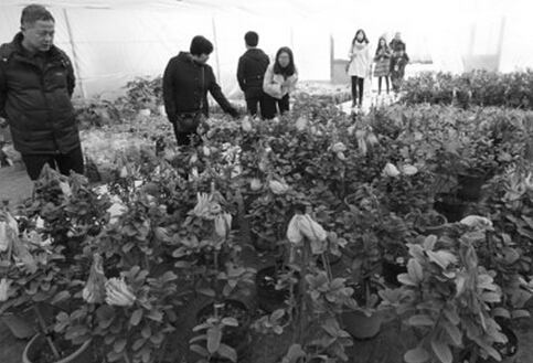 苗木價格大跳水 安徽企業組團來吆喝