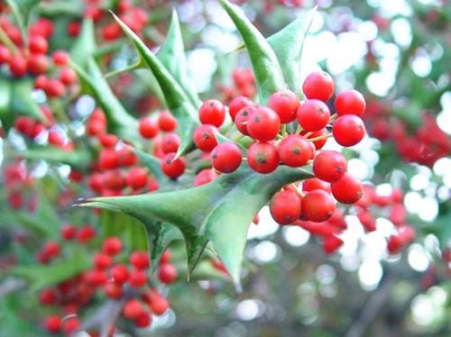 適合小型庭院栽種的八種苗木