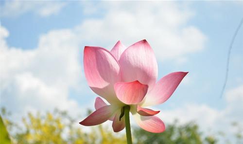 適合小型庭院栽種的八種苗木