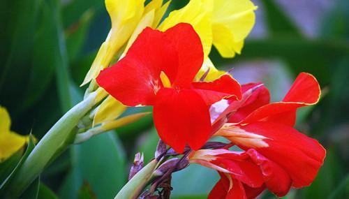 適合小型庭院栽種的八種苗木