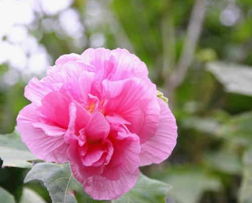 適合小型庭院栽種的八種苗木