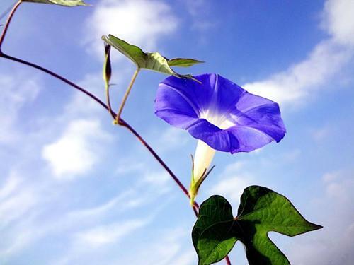 適合小型庭院栽種的八種苗木