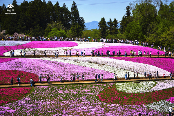驚艷的日本羊山公園芝櫻