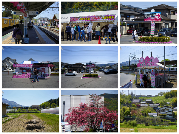 驚艷的日本羊山公園芝櫻
