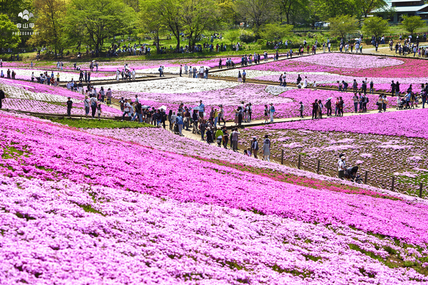 驚艷的日本羊山公園芝櫻