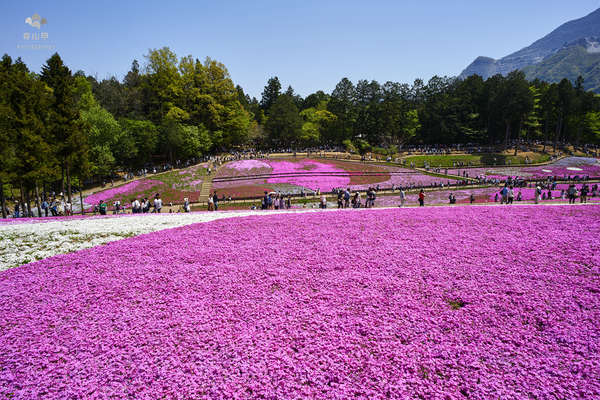 驚艷的日本羊山公園芝櫻