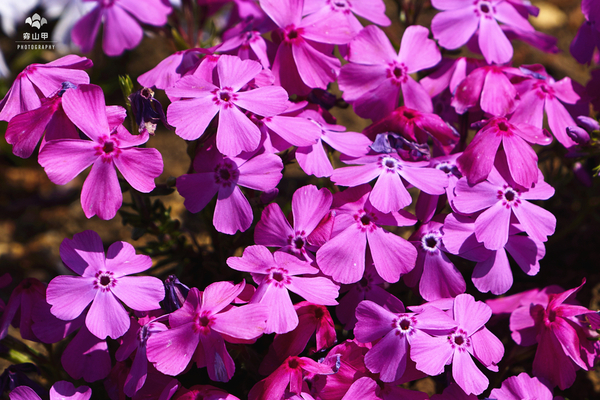 驚艷的日本羊山公園芝櫻