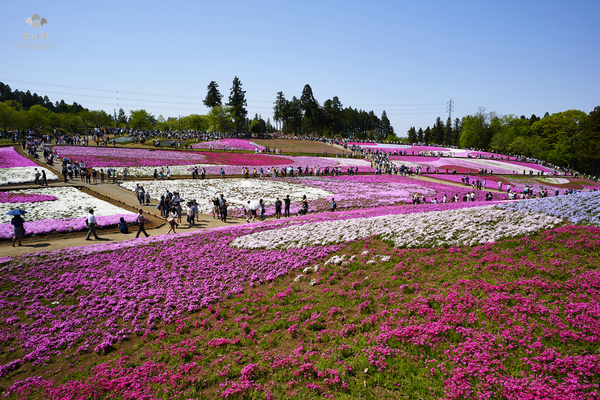 驚艷的日本羊山公園芝櫻