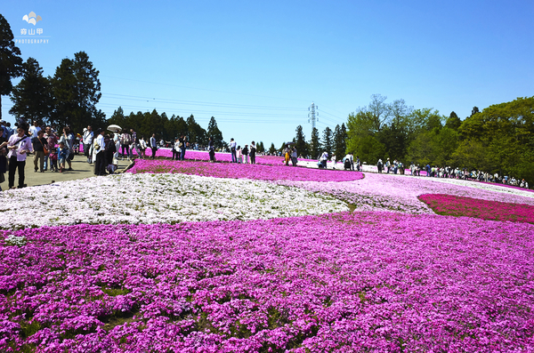 驚艷的日本羊山公園芝櫻