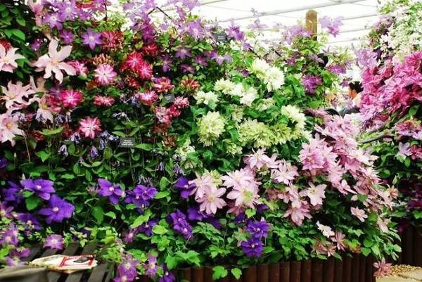 無錫這些秘密的私家花園