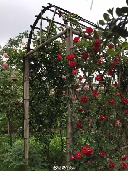 無錫這些秘密的私家花園