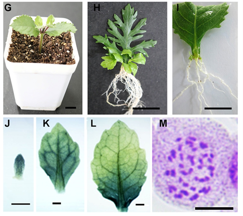 水生異形葉發(fā)育機制研究的模式植物被確認