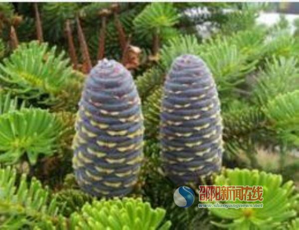 湖南繁育出800余株“植物活化石”資源冷杉