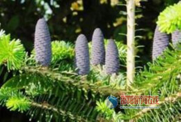 湖南繁育出800余株“植物活化石”資源冷杉