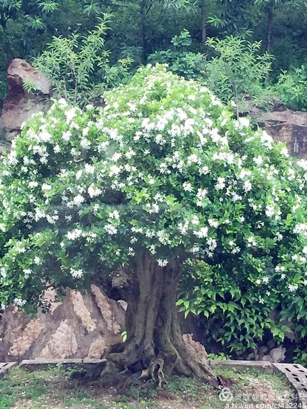 福建泉州閩中私家文化名園——錦園