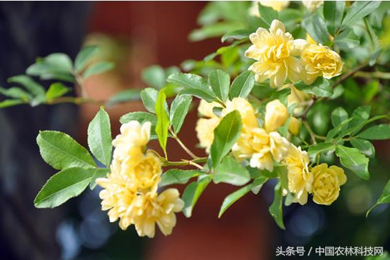 木香的價值和栽培技術