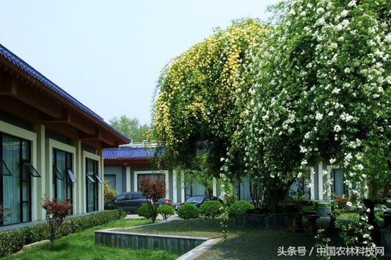 木香的價值和栽培技術