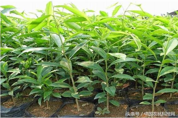 木香的價值和栽培技術