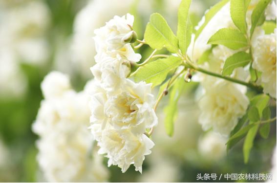 木香的價值和栽培技術