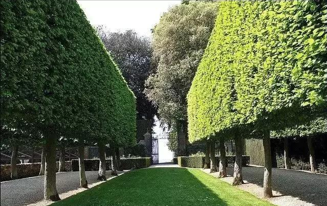 園林苗木行業蓬勃發展 苗木人卻面臨競爭威脅