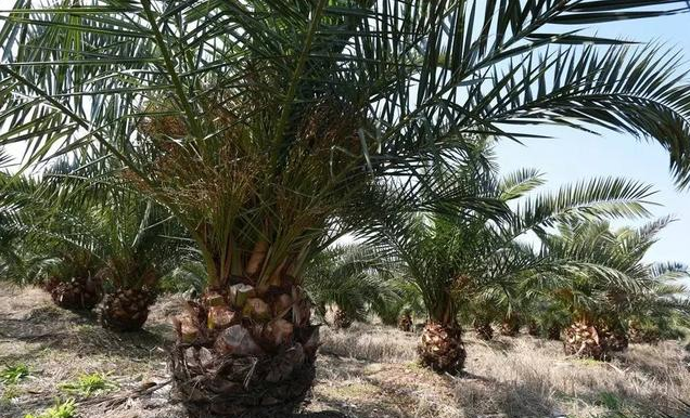 園林苗木行業蓬勃發展 苗木人卻面臨競爭威脅