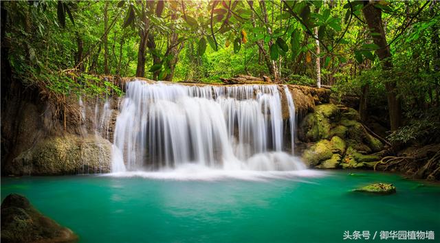 令人傾倒的“瀑布式”植物墻