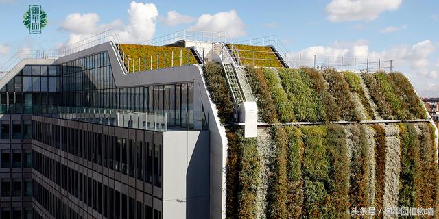令人傾倒的“瀑布式”植物墻