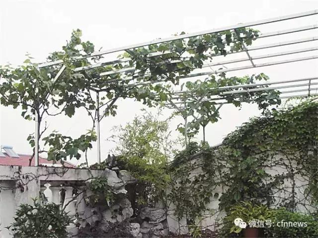 屋頂綠化需要綜合考量多種因素