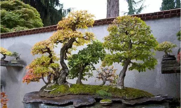 盆景——從園林中走出來的造型藝術