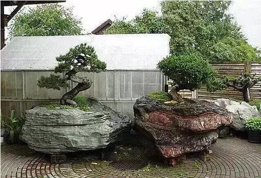 盆景——從園林中走出來的造型藝術