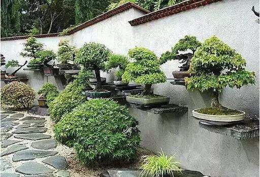 盆景——從園林中走出來的造型藝術