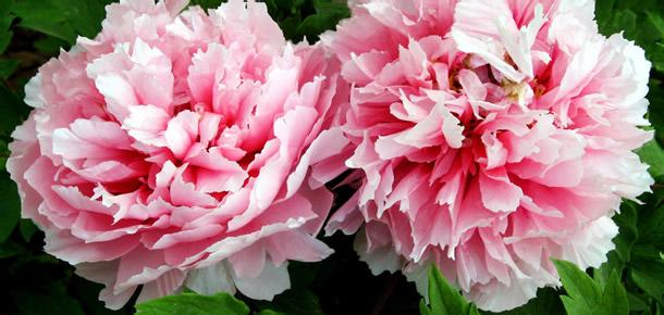 最受歡迎的9種花卉盆栽