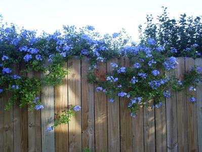 最受歡迎的9種花卉盆栽