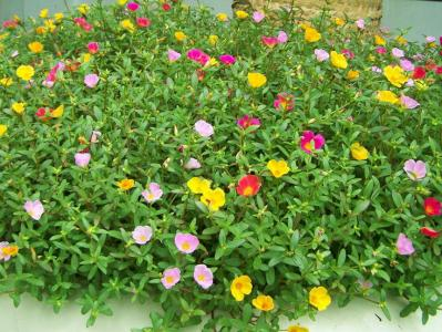 最受歡迎的9種花卉盆栽