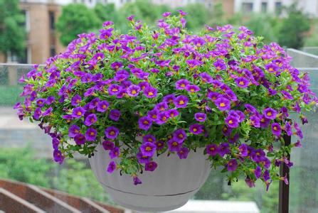 最受歡迎的9種花卉盆栽