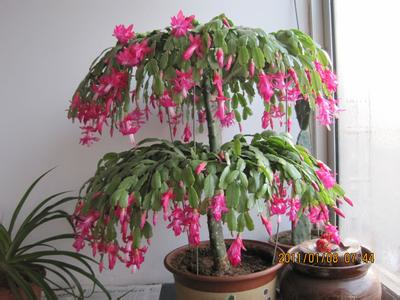 最受歡迎的9種花卉盆栽