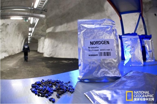 位于挪威的"世界末日種子庫"隧道入口被淹