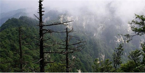 國內(nèi)最美的森林公園你去過幾個?