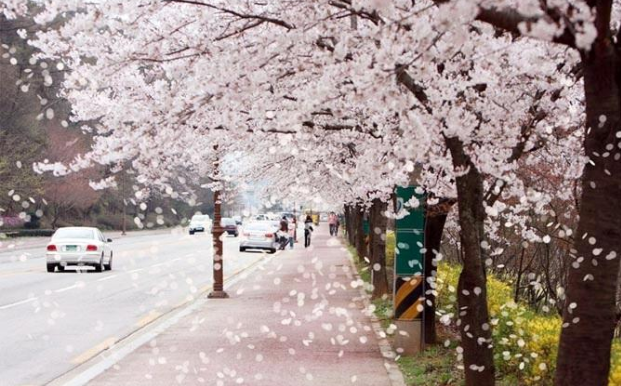 韓國最貴的公園-汝矣島漢江公園