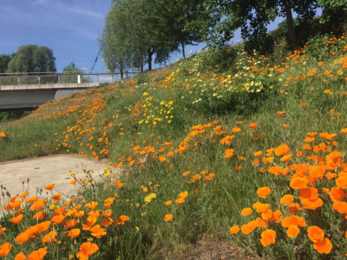 2017英國景觀專業考察交流Day2:徜徉植物世界