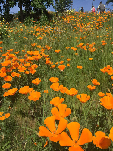 2017英國景觀專業考察交流Day2:徜徉植物世界
