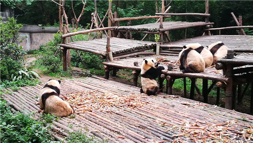 奧克拉荷馬州立大學景觀專業(yè)學生來華交流8