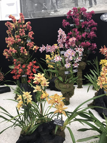 2017英國(guó)景觀專業(yè)考察Day3：切爾西花展