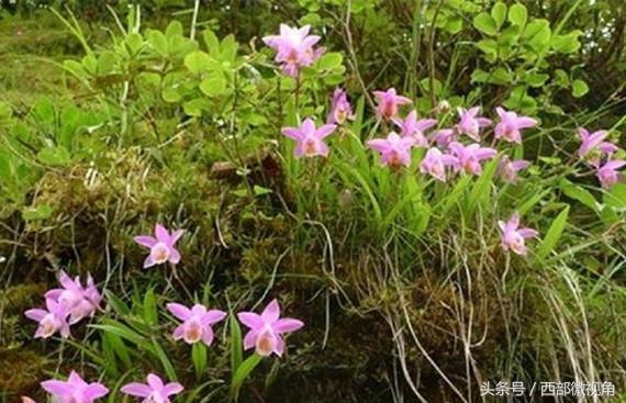 陜西金絲峽景區發現獨蒜蘭居群